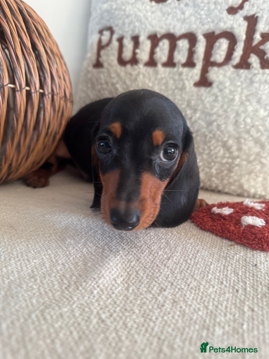 Miniature Dachshund dogs for sale: Miniature smooth dachshund puppies ready now - Image 17