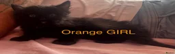 Mixed Breed cats for sale: Mixed Maine coons  - Advert 16