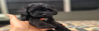 Chipoo Puppy 4