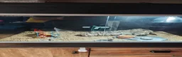 Leopard Gecko reptiles for sale: Leopard gecko  in Redcar - Advert 2