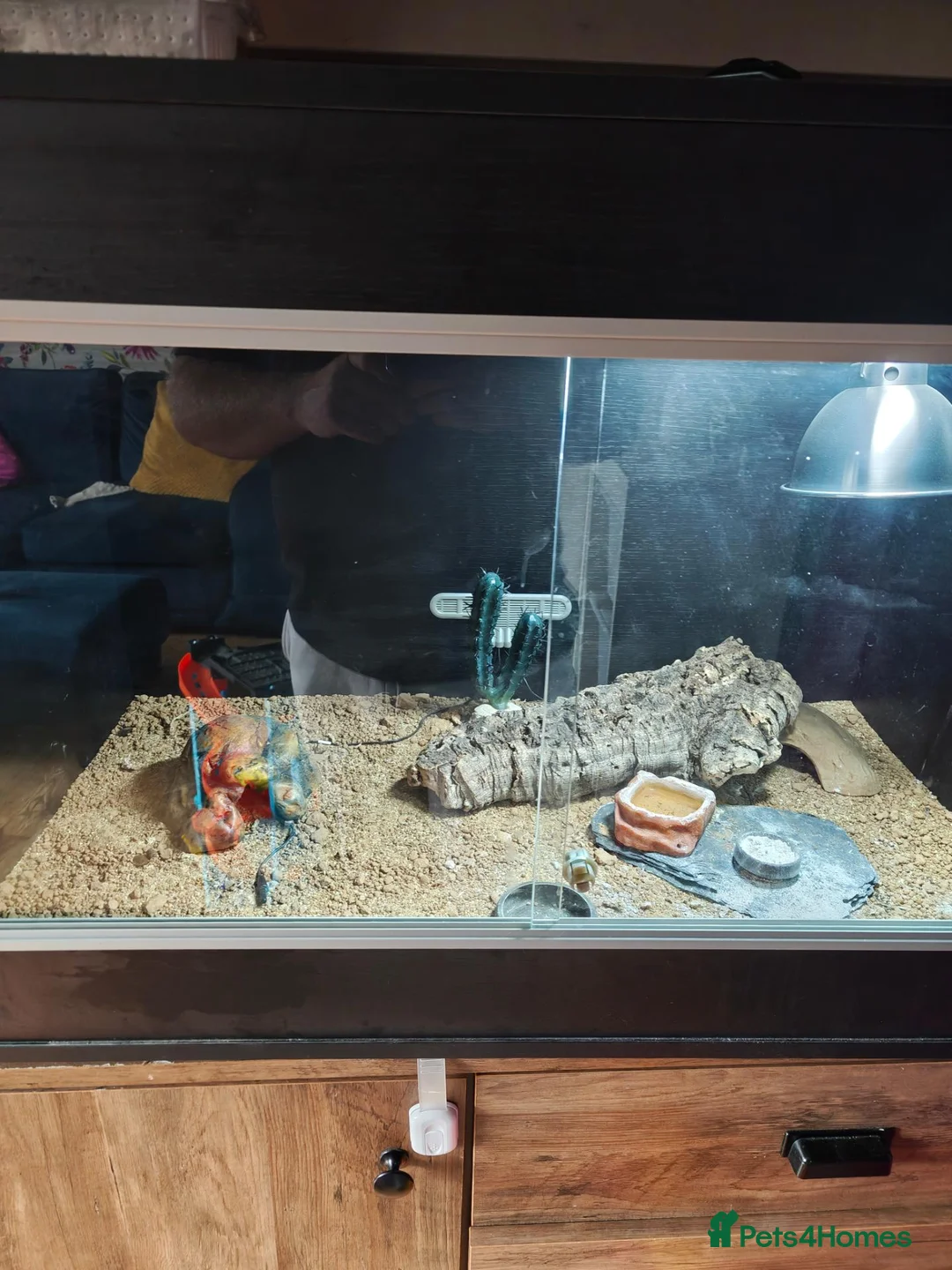 Leopard Gecko reptiles for sale: Leopard gecko  in Redcar - Advert 2