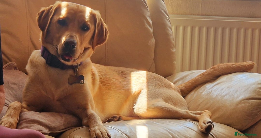 Labradoodle dogs for sale: 2 year old Labrador  - Image 2
