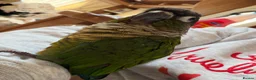 Conures birds for sale: Male green cheeked conure needing new home - Advert 6