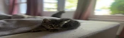 Mixed Breed cats for sale: Beautiful, playful kittens looking for a new home. in London - Advert 4