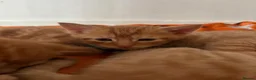 Mixed Breed cats for sale: 3 beautiful ginger kittens looking for 🏡🧡🫶🏻 - Advert 18