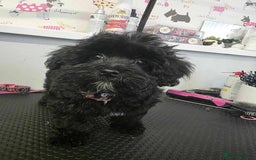 Maltipoo dogs for sale: Tiny korean Maltipoo’s - Image 5