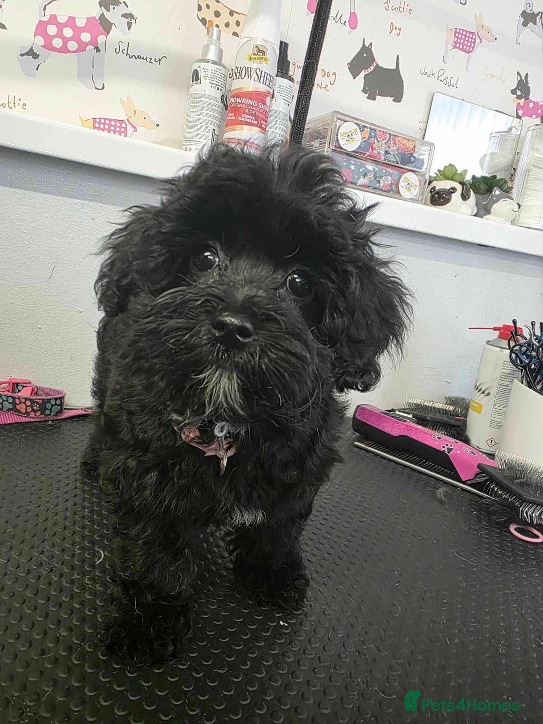 Maltipoo dogs for sale: Tiny korean Maltipoo’s - Image 5