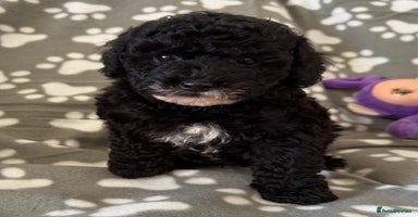 Cavapoo dogs - Advert 4
