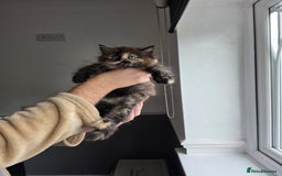 Mixed Breed cats for sale: Lovely long-hair kitten - Image 4