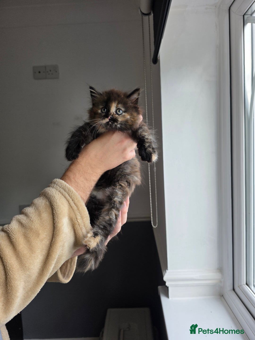 Mixed Breed cats for sale: Lovely long-hair kitten - Image 4