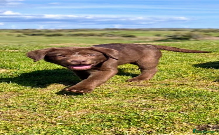 Labrador Retriever dogs - Advert 7