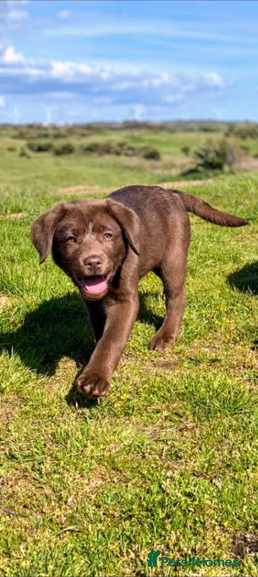 Labrador Retriever dogs for sale: READY NOW. LABRADOR PUPPIES. HEALTH CHECKS DONE  - Image 3