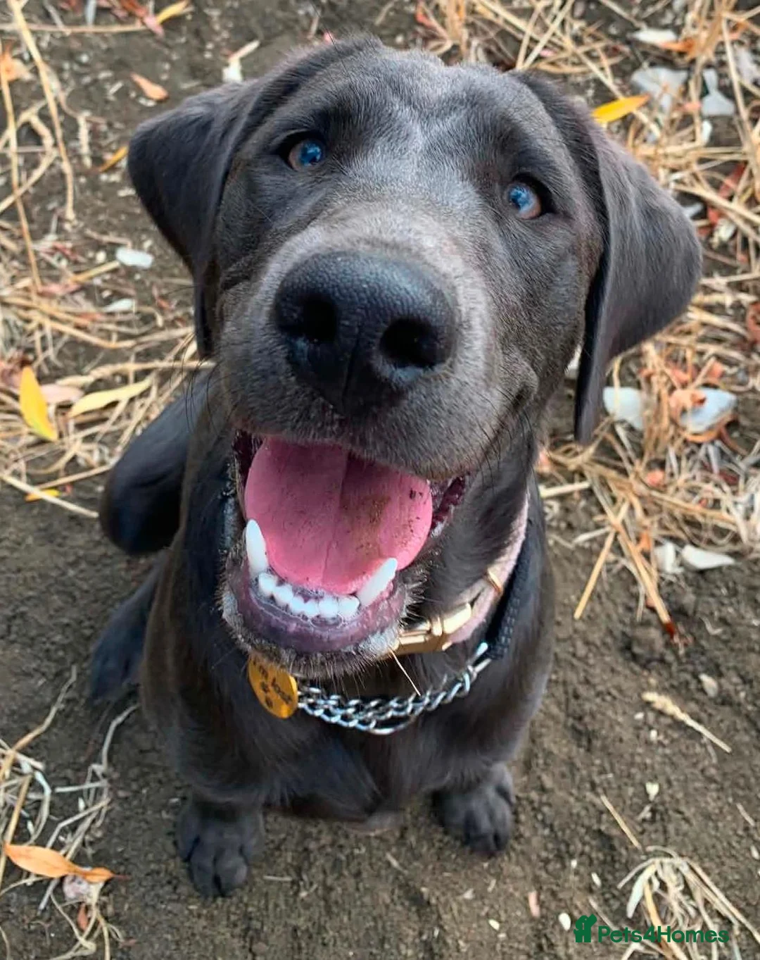Labrador Retriever dogs for sale: Beautiful 7 month old Charcoal Labrador  - Advert 1