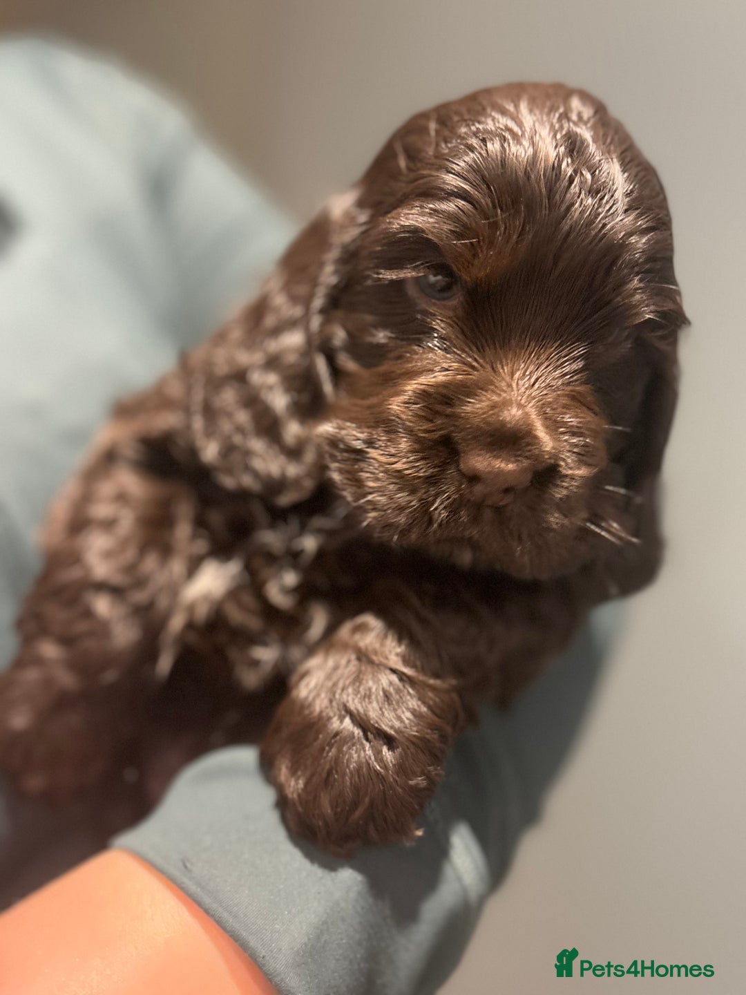 Cocker Spaniel dogs for sale: Show-type KC reg. chocolate cocker spaniel puppy  - Advert 5