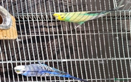 Budgerigars birds for sale: Mr Hritcan - Image 3