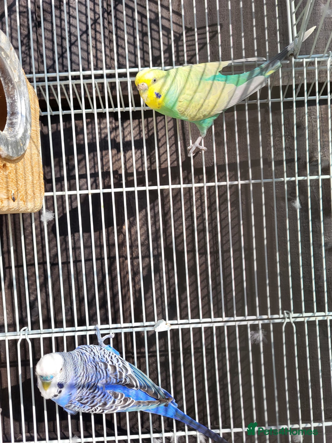 Budgerigars birds for sale: Mr Hritcan - Image 3