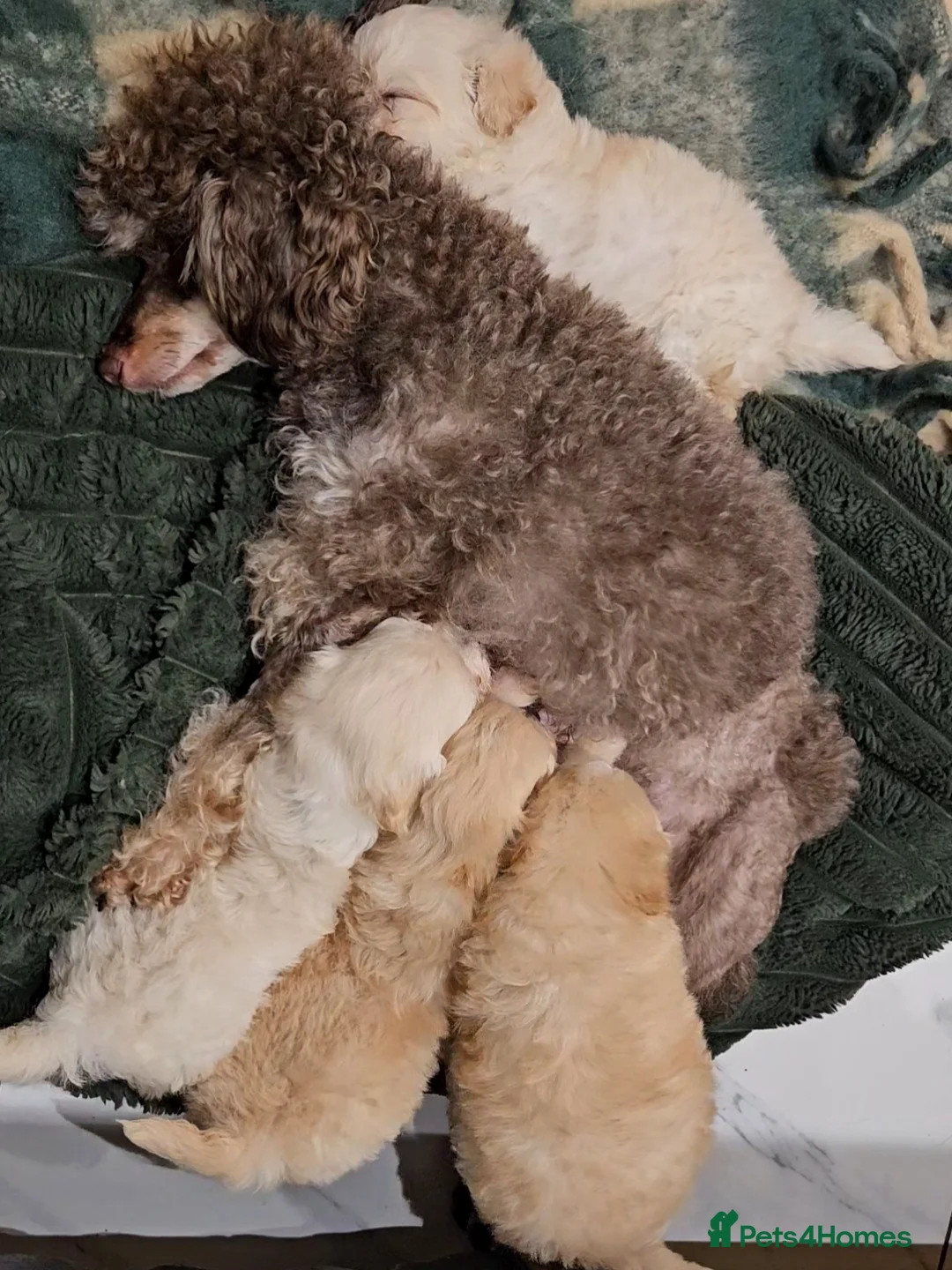 Maltipoo dogs for sale: Exceptional TINY toy🧸 Japanese X Asian Maltipoos - Advert 4