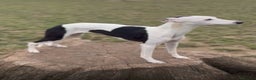 Whippet dogs for sale: Female White & Black Whippet - Advert 8