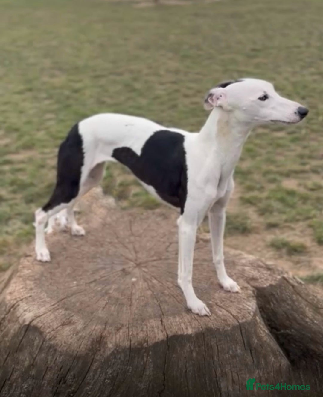 Whippet dogs for sale: Female White & Black Whippet - Advert 8
