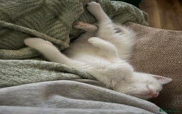 Mixed Breed cats for sale: Kittens Ready now  - Image 3