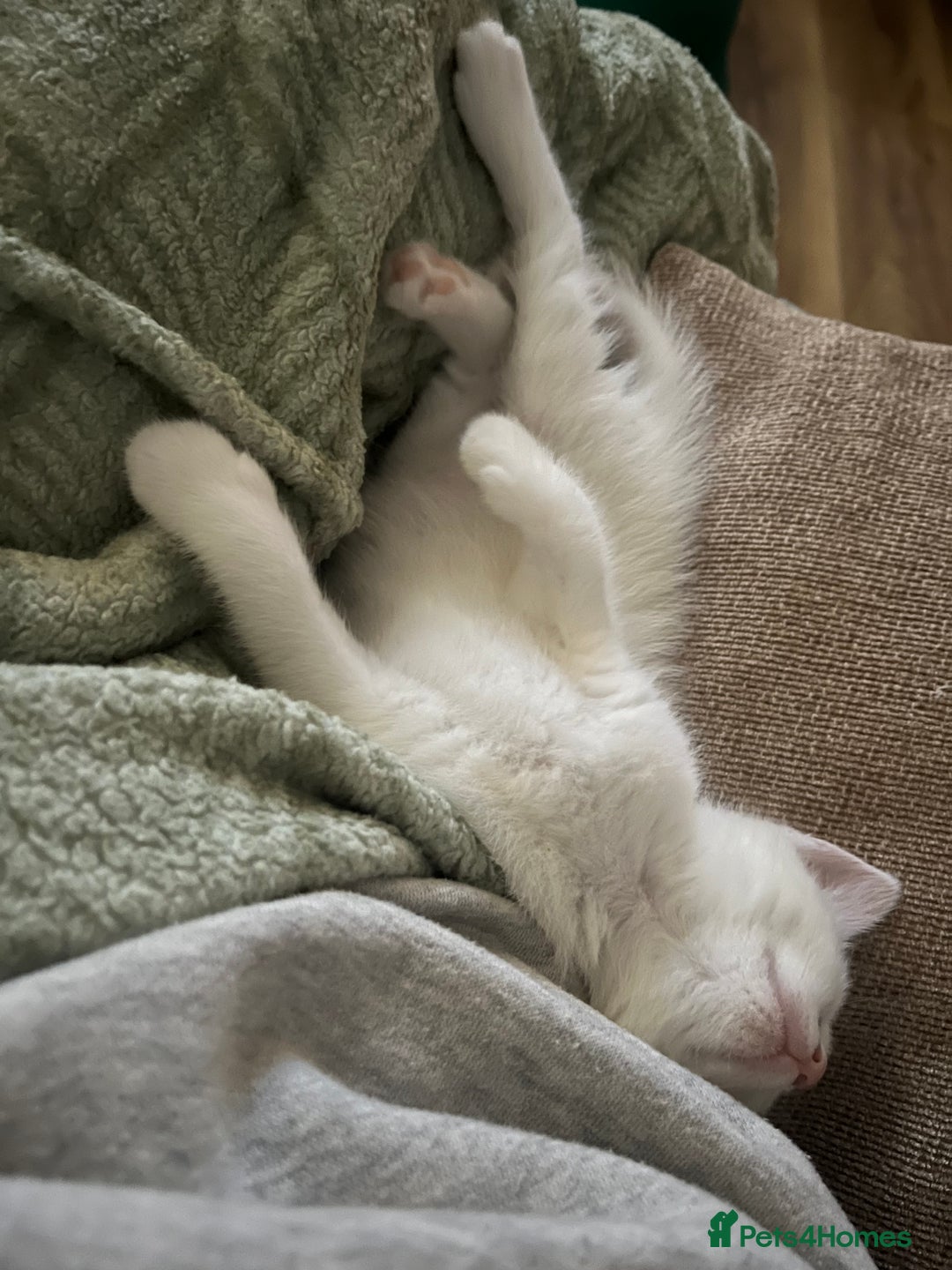 Mixed Breed cats for sale: Kittens Ready now  - Image 3