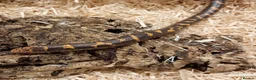 Boa Snake reptiles for sale: Beautiful, Juvenile, Captive-Bred Kenyan Sand Boas - Advert 16