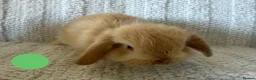 Mini Lion Lop rabbits for sale: Lionlop Bunnies  - Advert 8
