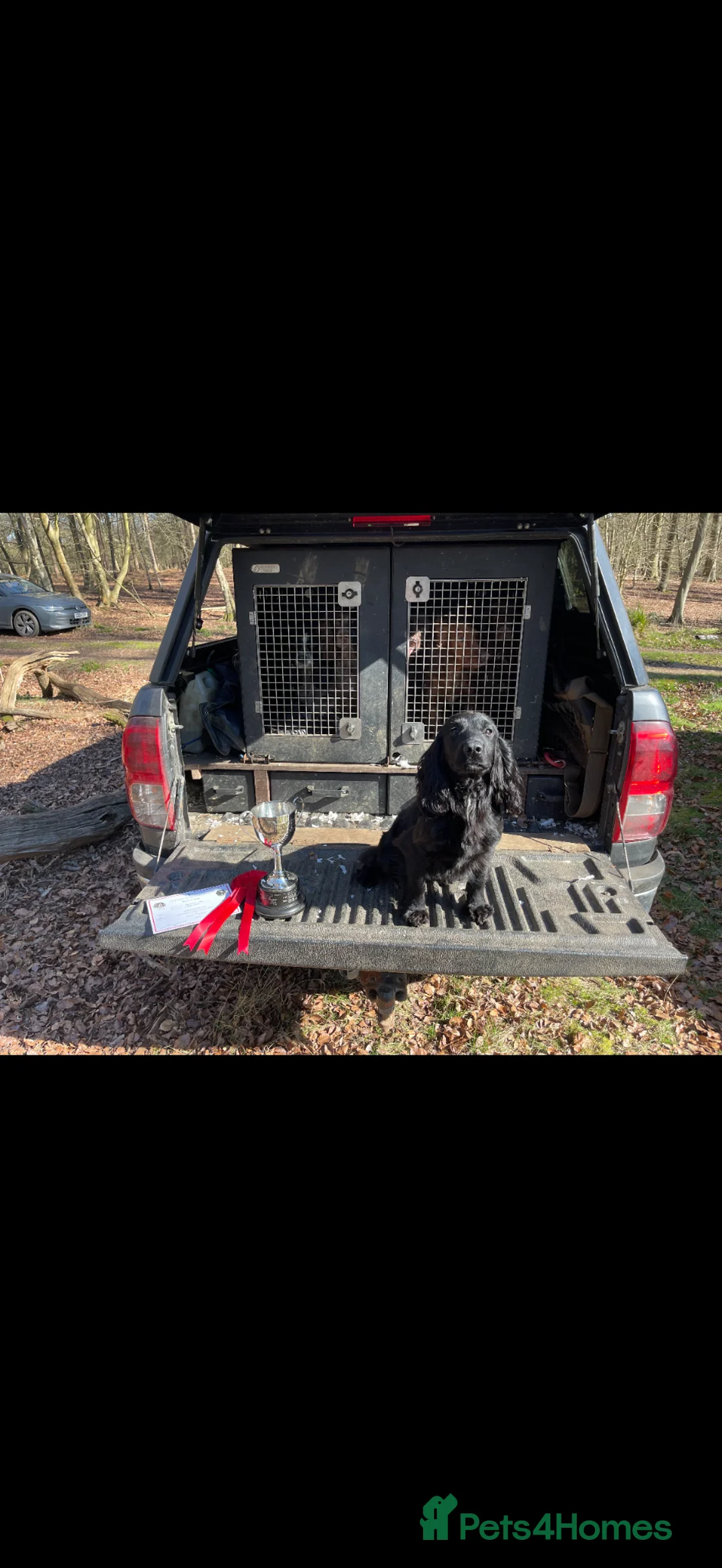 Cocker Spaniel dogs for sale: Kc health tested working cocker pups - Advert 2