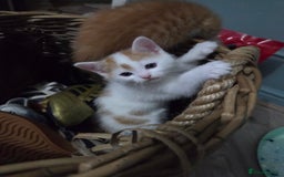 Domestic Shorthair cats for sale: 2 stunning kittens - Advert 1