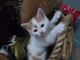 Domestic Shorthair cats for sale: 2 stunning kittens - Advert 1