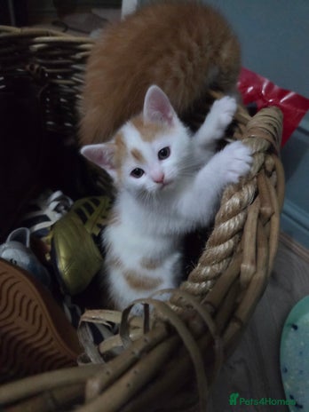 Domestic Shorthair cats 2 stunning kittens - Advert 1