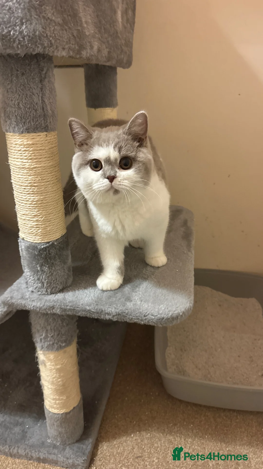 British Shorthair cats for sale: Beautifully bicolour female - Advert 1