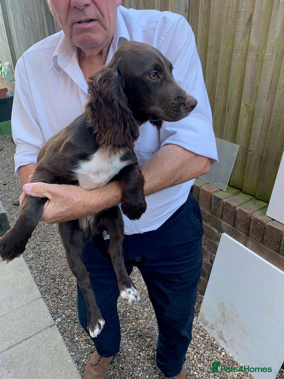 Cocker Spaniel dogs for sale: Working Cocker Spaniel puppies in Bexhill-on-Sea - Image 22