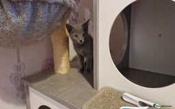 Chartreux cats for sale: Chartreux sisters  - Image 11