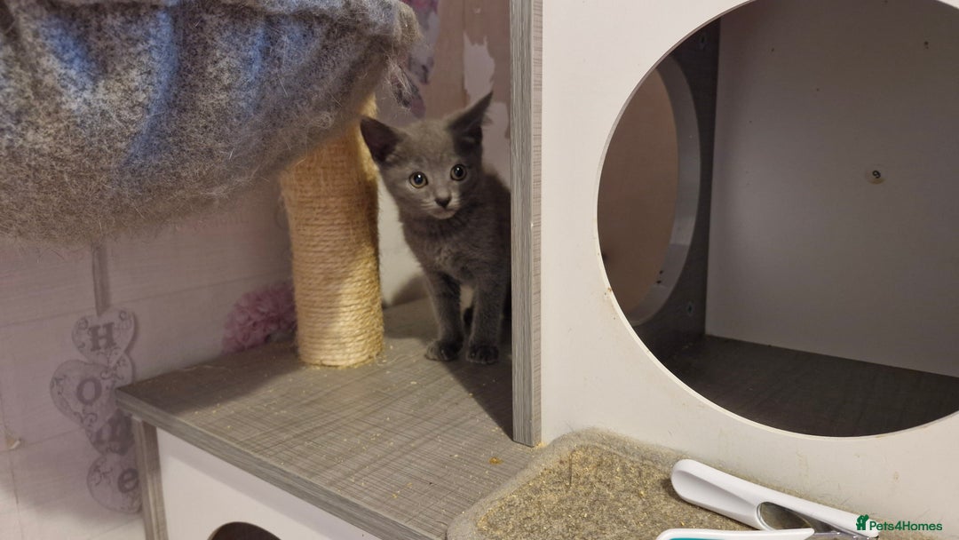 Chartreux cats for sale: Chartreux sisters  - Image 11