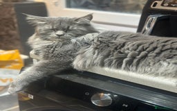 Maine Coon cats for sale: Mainecoon x  - Image 9