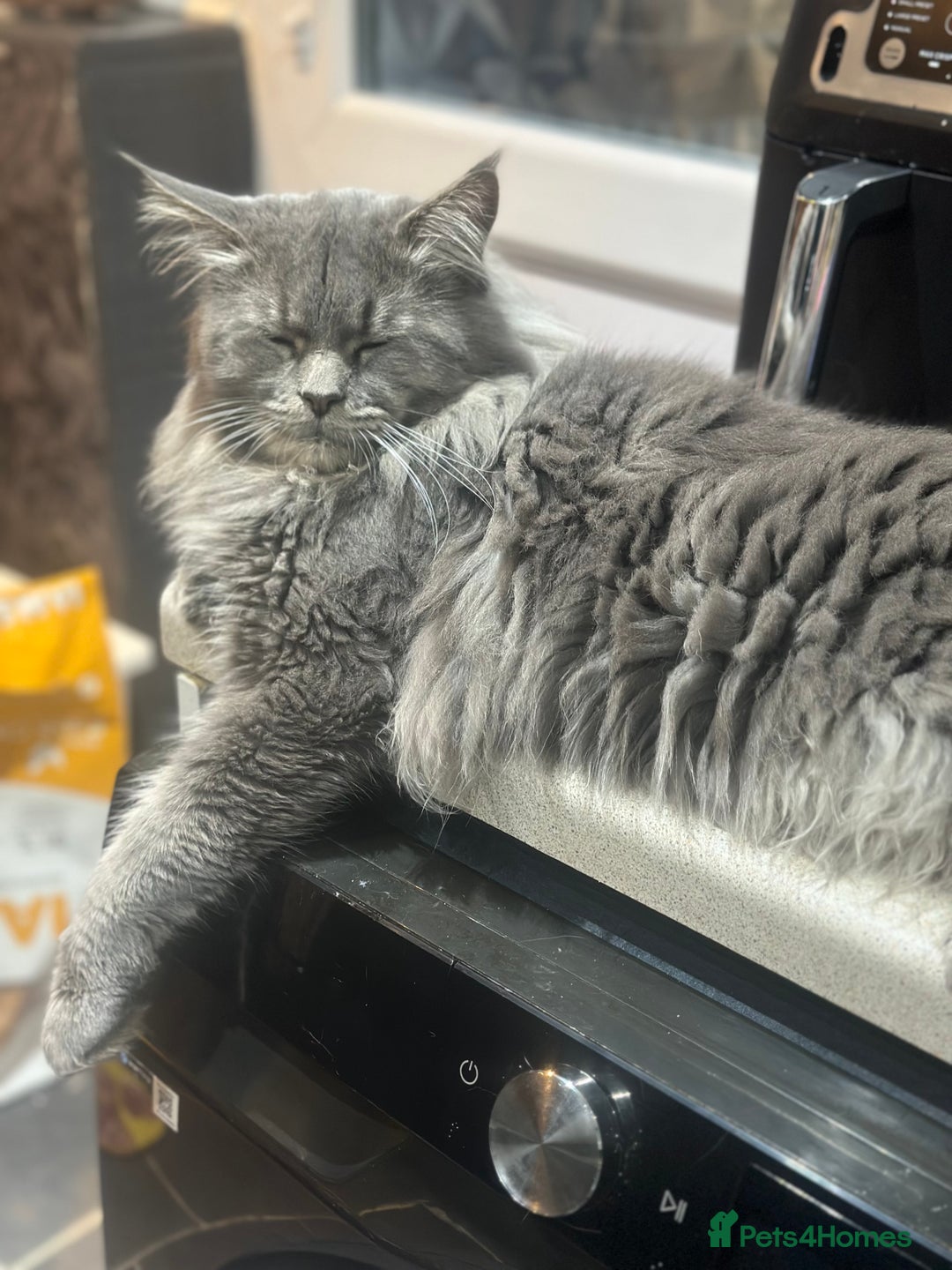 Maine Coon cats for sale: Mainecoon x  - Image 9