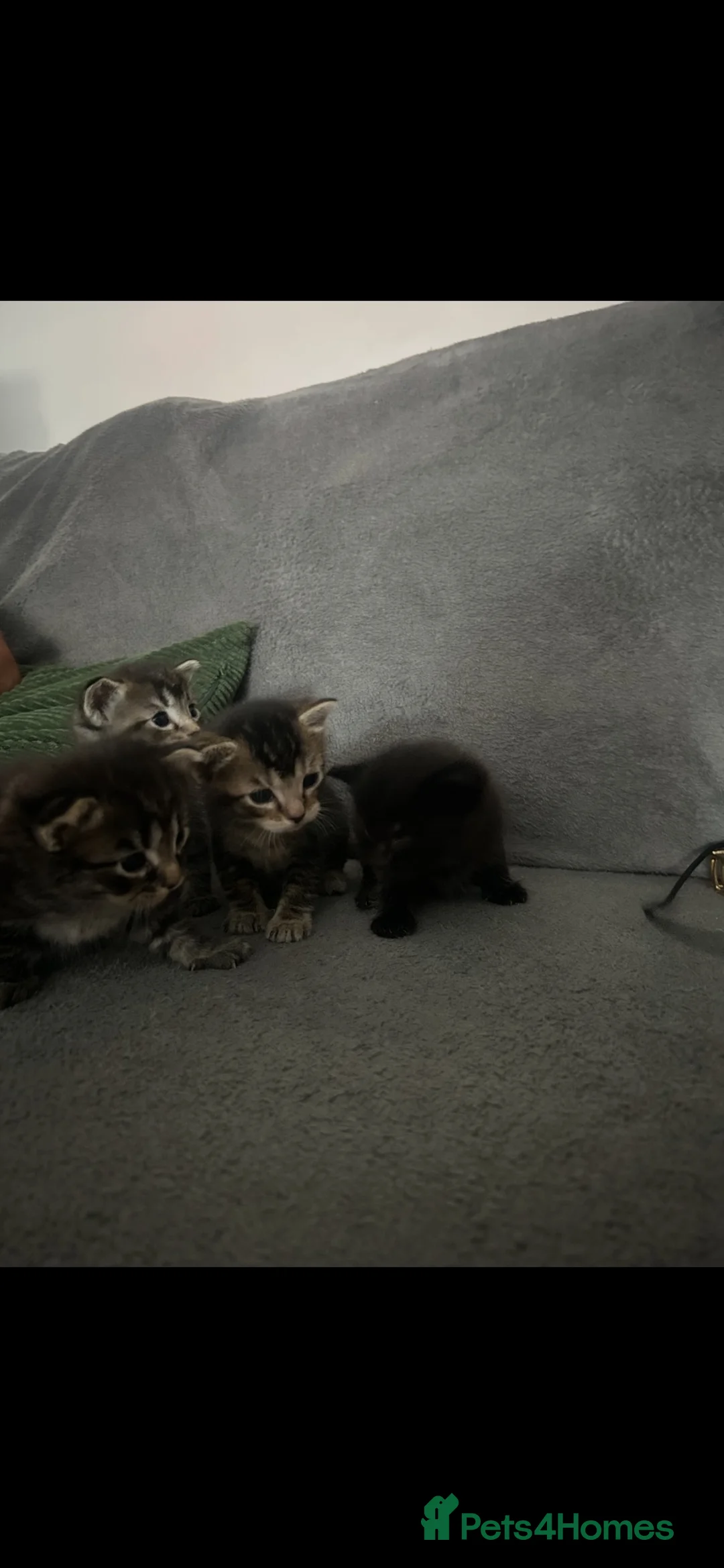 Mixed Breed cats for sale: 1/4 Ragdoll kittens  in Bordon - Advert 14