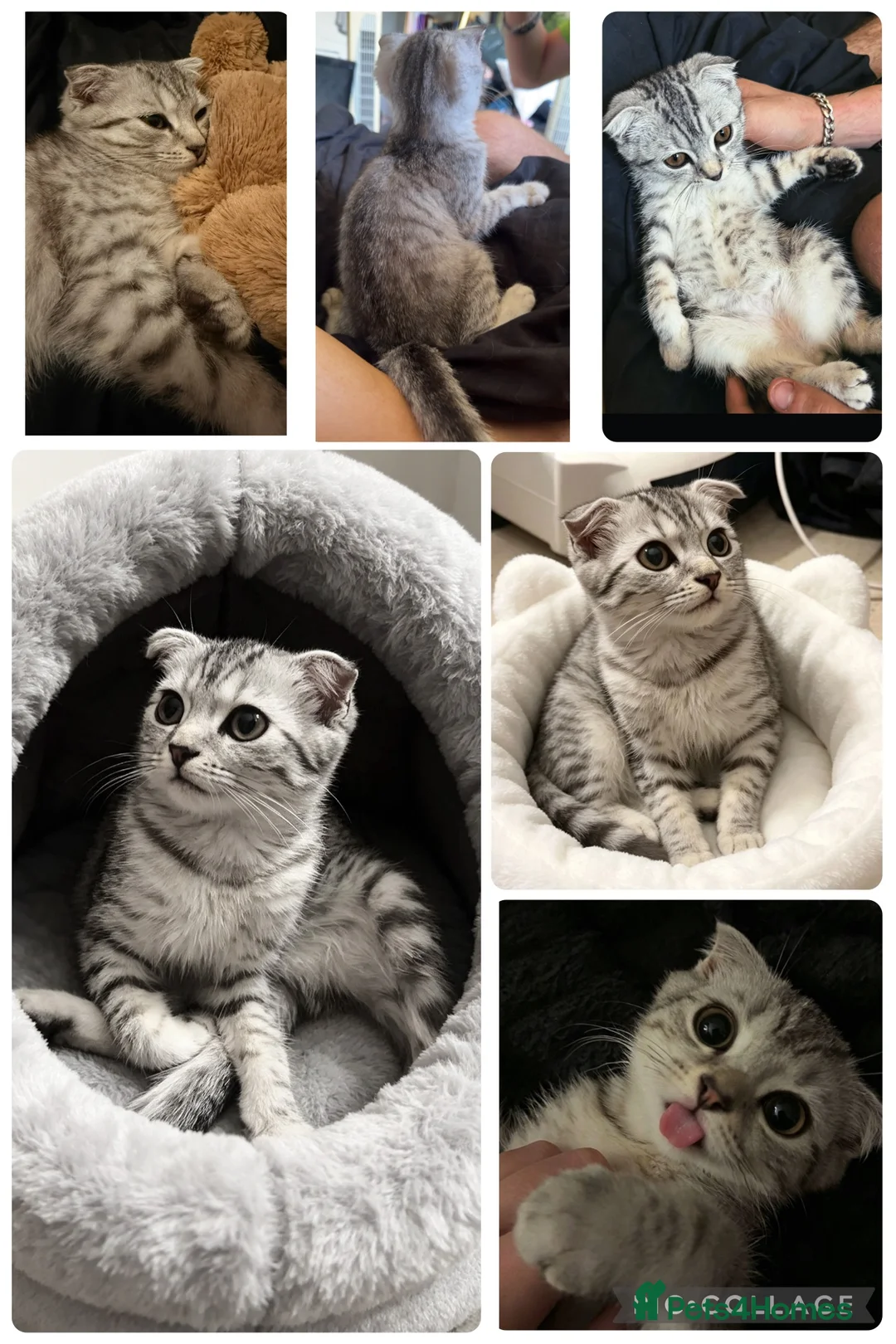 Scottish Fold cats for sale: BEAUTIFUL SCOTTISH FOLD KITTEN READY TO LOVE YOU❤️ - Advert 1