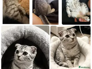 Scottish Fold cats BEAUTIFUL SCOTTISH FOLD KITTEN READY TO LOVE YOU❤️ - Advert 13