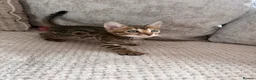 Bengal cats for sale: 3 little Bengal kittens looking for a forever home - Advert 7