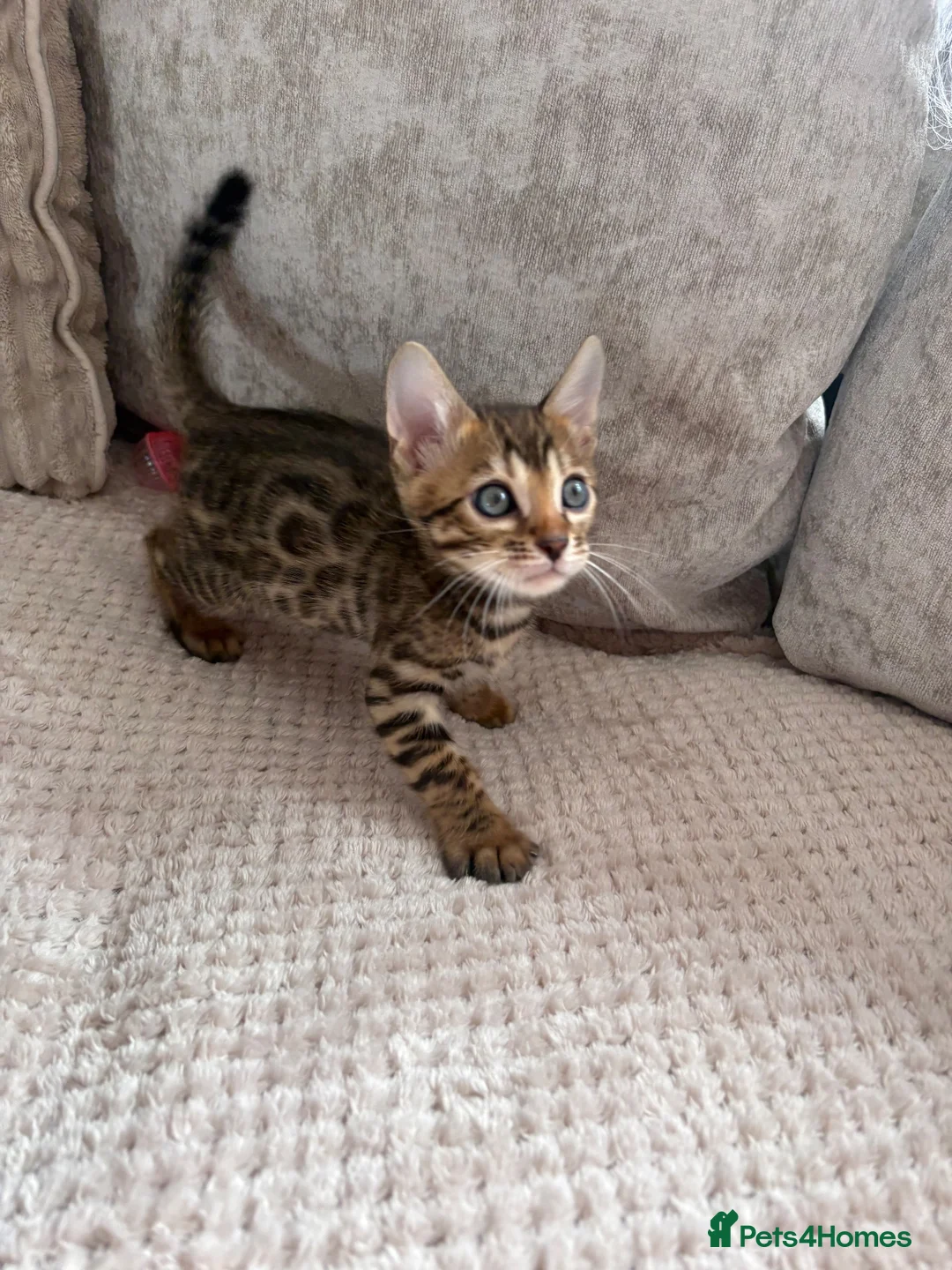 Bengal cats for sale: 3 little Bengal kittens looking for a forever home - Advert 7