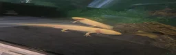 Mixed Breed invertebrates for sale: 5 x axolotls  in Bedlington - Advert 1