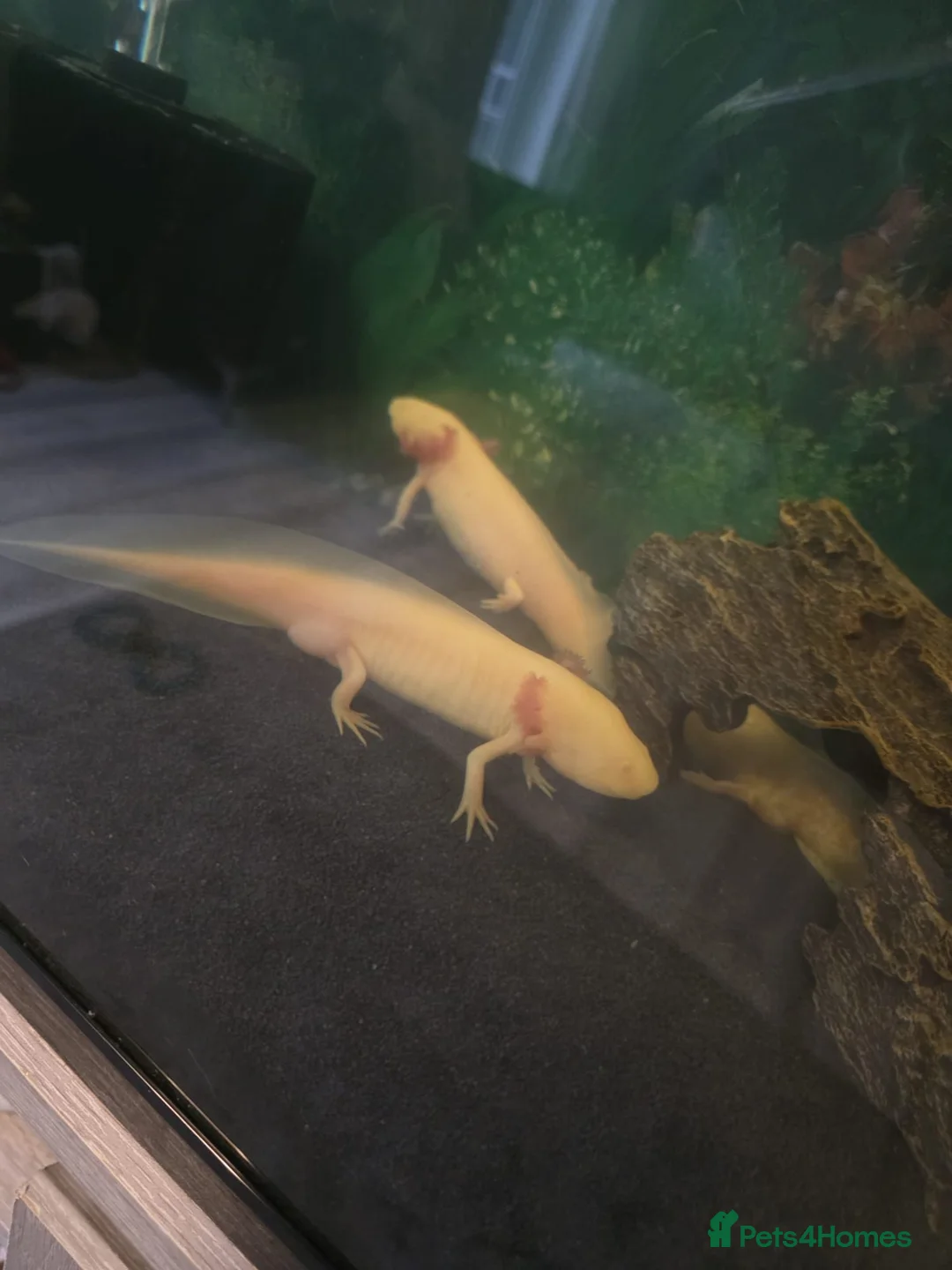 Mixed Breed invertebrates for sale: 5 x axolotls  in Bedlington - Advert 1