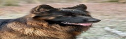 German Shepherd dogs for sale: Outstanding -KC registered male German shepherd  - Advert 7