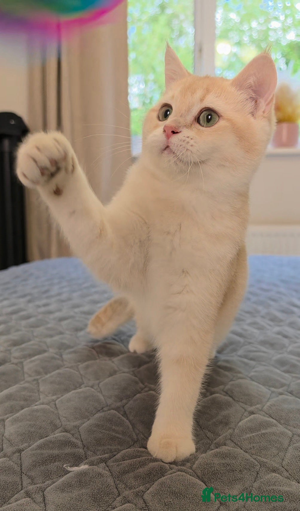 British Shorthair cats GCCF Lilac & Chocolate Golden Kittens | Ready Now - Advert 2
