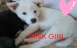 Akita dogs for sale: American akita puppies x10 - Image 4