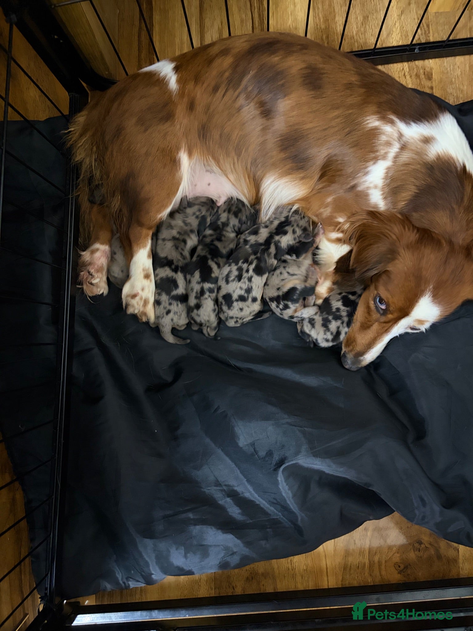 Miniature Dachshund dogs Stunning Litter of Silver Dapple Dachshund Pups  - Advert 13