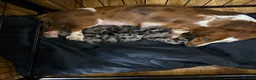 Miniature Dachshund dogs for sale: Stunning Litter of Silver Dapple Dachshund Pups  - Advert 1