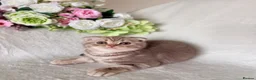 Scottish Fold cats for sale: Adorable Scottish Fold Kittens - Advert 6